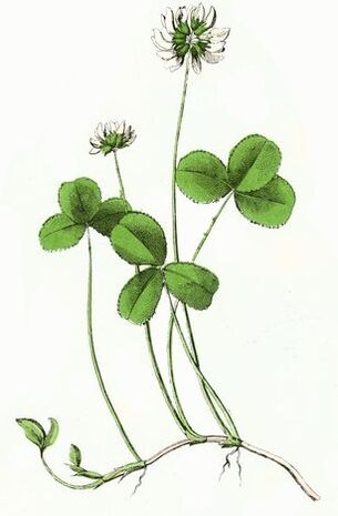 детелина